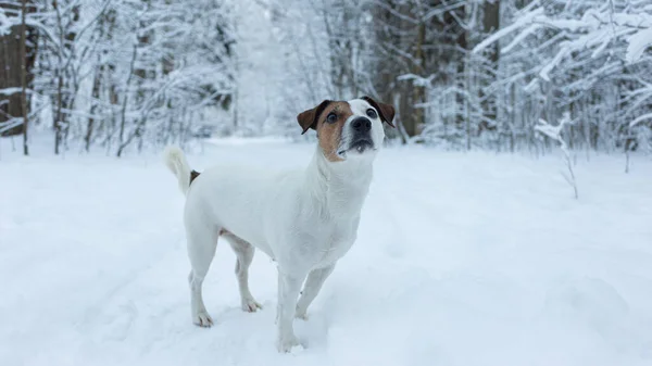 Τζακ Ράσελ Τεριέ Χειμώνα Δημόσιο Πάρκο Ένα Καθαρόαιμο Σκυλί Θέματα — Φωτογραφία Αρχείου