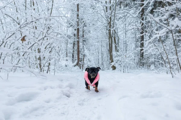 Piccolo Cane Razza Inverno Parco Pubblico Temi Animali Animali Domestici — Foto Stock