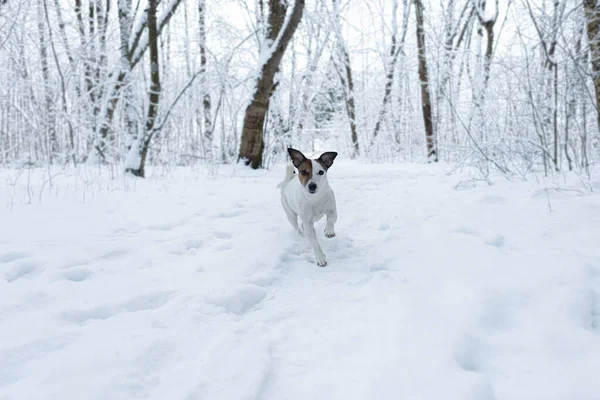 Jack Russell Terrier Inverno Parco Pubblico Cane Purosangue Temi Animali — Foto Stock