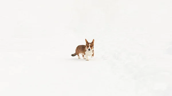 Welsh Corgi Pembroke Temas Animais Cão Puro Inverno Espaço Cópia — Fotografia de Stock