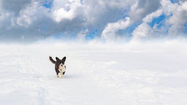 Galli Corgi Pembroke. Kışın safkan bir köpek. Uzayı kopyala Evcil hayvanlar. Pankart - İşaret.