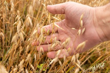 Tarlada olgun yulaf kulaklarına dokunan bir adamın yakın çekimi. Yaz konsepti, hasat zamanı. Organik tarım ürünleri. Seçici odak