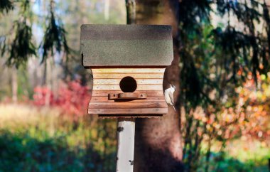 Sonbahar parkında tahtadan ev kuşu besleyicisi. Soğuk mevsimde orman kuşlarına yardım et. Doğayla ilgilenmek.