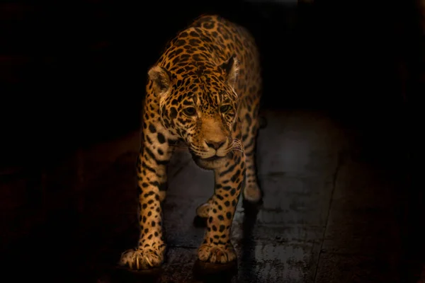 Koyu arkaplanda bir leoparın tam boy portresi