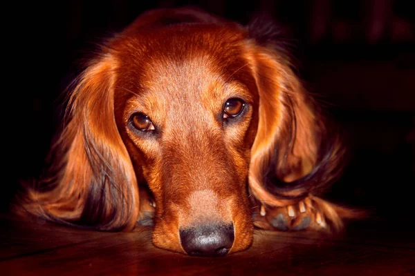 Portret Długowłosego Jamnika Jasnoczerwonym Kolorze Ciemnym Tle Pies Troskliwym Smutnym — Zdjęcie stockowe