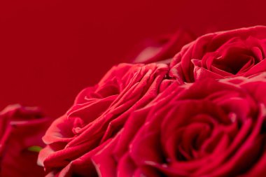 Flowers of red roses close-up on a red background. Selective focus. Free space. An idea for a greeting card