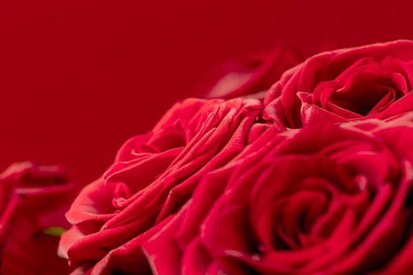 Flowers Red Roses Close Red Background Selective Focus Free Space — стоковое фото