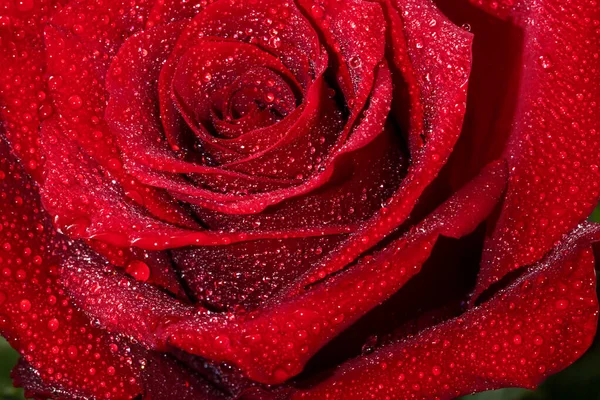 Red Rose Flower Dew Drops Close Red Rose — Foto Stock