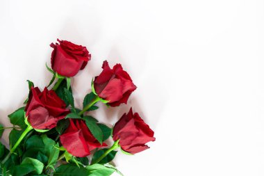 Red roses on a white background. Template, card design, place to copy
