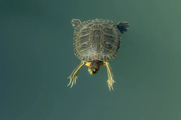 Red Eared Turtle Swims Shore Pond Turquoise Water Red Eared — Stockfoto