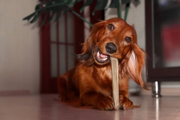 Uzun saçlı bir dachshund cinsinden kırmızı bir köpek, odanın zemininde yatıyor, köpekler için bir tendon kemiği ziyafeti çekiyor.