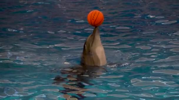 Dolfin Jugando Con Equilibrar Una Pelota Con Cartel Que Dice — Vídeos de Stock