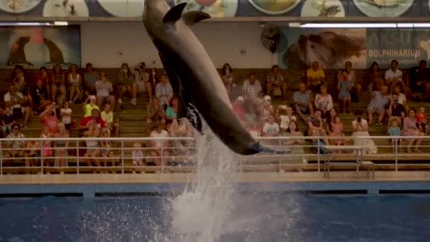 Antalya Turquía Septiembre 2021 Salto Delfines Cuello Botella Buceo Agua — Vídeo de stock