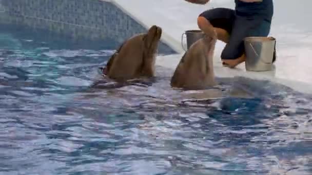 Alanya Turkey September 2021 Man Feeds Fish Dolphin Making Them — Stock Video