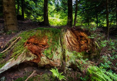 Ölü ağaç gövdesi yosunları büyümüş, çürümüş ve kurtlanmış eski ahşap, yeşil yosunlar eski ağaç gövdesinde yetişiyor, taze çimenler ve bitkilerle çevrili.