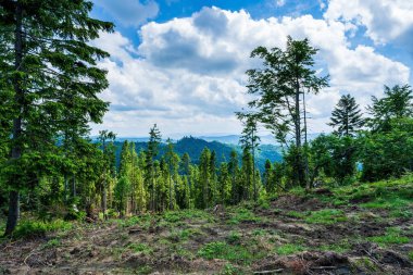 Beskid Sadecki, Beskidy 'deki Polonya dağ manzarası, Beskidy yaz manzarası Polonya' daki Beskid dağlarındaki Hala Labowska 'ya giden kırmızı yolda.