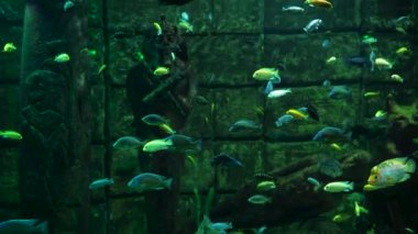Mayan chichlid, kırmızı kenar, guayas, midas, palyaço cichlid gibi küçük renkli balıklar Mısır mumya taşı yapısının yanında suyun altında yüzüyorlar. Su altı yaşam konsepti.