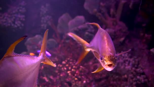 Pampus Argenteus Pomfret Argenté Pomfret Blanc Est Une Espèce Poisson — Video