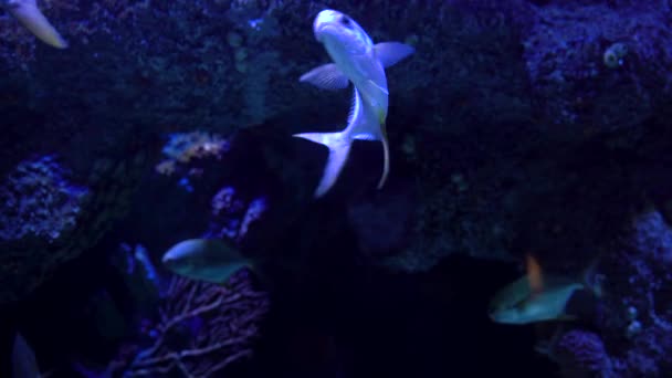 Υποβρύχια Υδρόβια Ζωή Ψάρι Άδεια Είναι Ένα Ψάρι Παιχνίδι Του — Αρχείο Βίντεο
