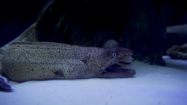 Sivri dişleri olan Moray yılanbalığı denizin altında ağzını açıp kapayarak yerde oturuyor. Tür: M. helena ve Cins: Muraena. Nam-ı diğer Smerna