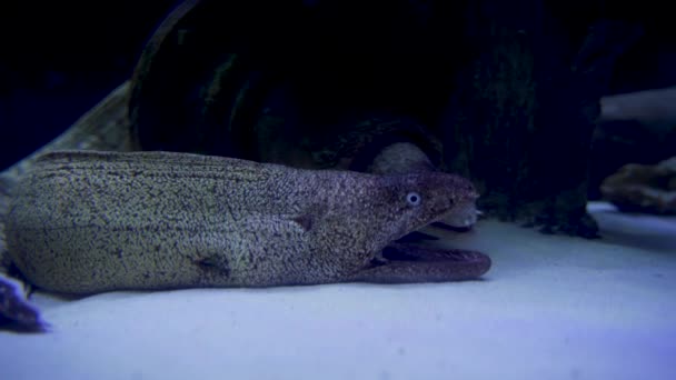 Moray Anguila Con Dientes Afilados Abriendo Cerrando Boca Mar Bajo — Vídeos de Stock