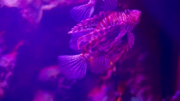 Lionfish Rouge Est Poisson Venimeux Récif Corallien Appartenant Famille Des — Video