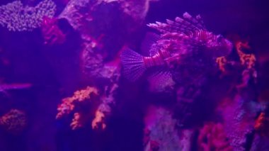 Kızıl Aslan Balığı, Karayip Denizi 'nde bulunan Scorpaenidae familyasına ait zehirli bir mercan resif balığıdır. Bilimsel adı Pterois volitans suyun altında yüzüyor. Tehlikeli suda yaşam.