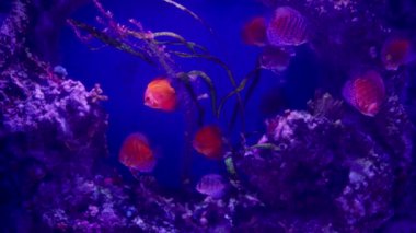 Suyun altında yüzen bir grup renkli disk balığı, deniz hayatı konsepti. Nam-ı diğer Symphysodon, Amazon Nehri 'ne özgü cichlids cinsi..