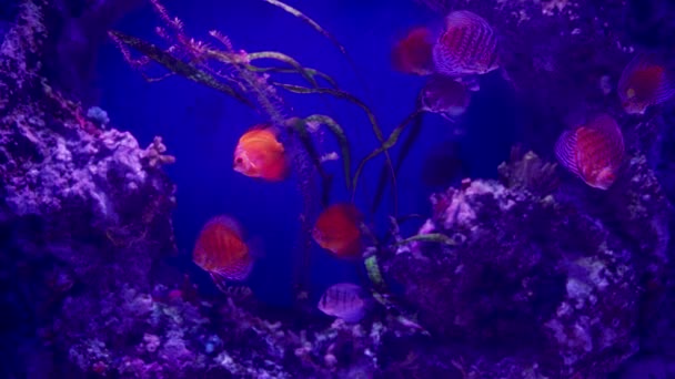 Bande Poissons Discus Colorés Nageant Sous Eau Concept Vie Marine — Video