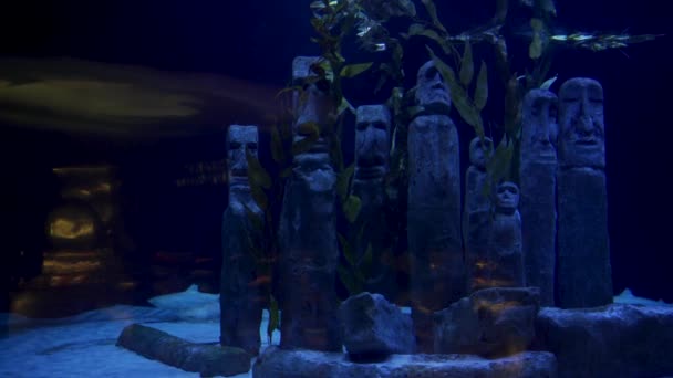 鲨鱼与其他海洋生物鱼一起在水下游泳 古老的文明与淹死的雕塑一起在水下 海洋生命 — 图库视频影像