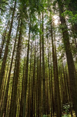 Vertical shot of a tall birch trees against sunlight in the mountains of zakopane, Poland, Europe