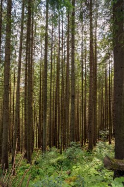 Vertical shot of tall birch trees in the mountains of Poland, Europe