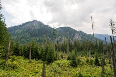 Trunk of birch trees against one of tatra mountain in Zakopane, South Poland