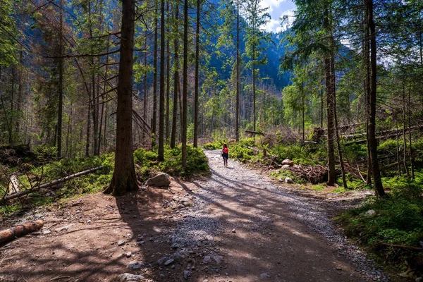 Yaz Günü Ormanda Sırt Çantalı Bir Kadın Yürüyüşçü Kayalık Yolda — Stok fotoğraf