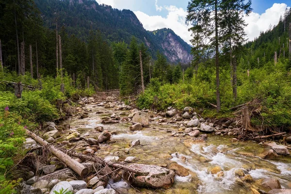 nehir akarsu çevrili ağaçlar ve taşlar kıyısında, arka plan, tepelerde Morskie Oko, deniz göz, Tatra Milli Parkı, Polonya tarafından görünümünü