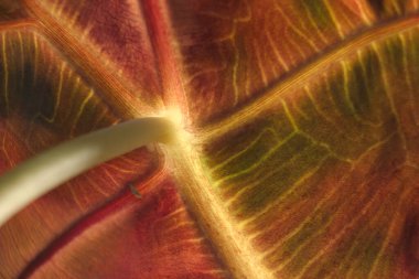 Soyut yeşil arkaplan. Macro Croton (Codiaeum variegatum), bir yaprağın arkasının yapısı