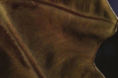 Soyut yeşil arkaplan. Macro Croton (Codiaeum variegatum), bir yaprağın arkasının yapısı