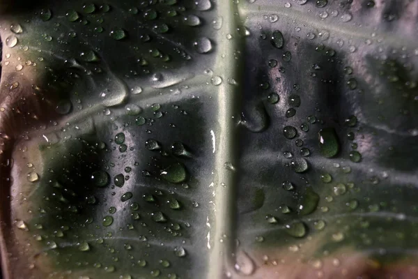 Alocasia Ist Normalerweise Als Kris Plant Oder Elefantenohr Bekannt Abstraktes — Stockfoto