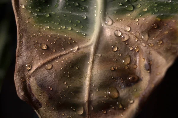 Streszczenie Zielonego Tła Makro Croton Liść Roślin Kroplami Wody Naturalne — Zdjęcie stockowe
