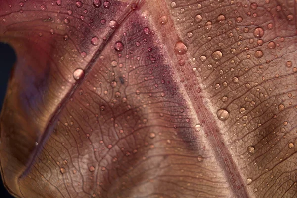 Sfondo Verde Astratto Macro Croton Foglia Vegetale Con Gocce Acqua — Foto Stock