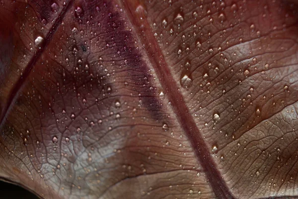 Sfondo Verde Astratto Macro Croton Foglia Vegetale Con Gocce Acqua — Foto Stock