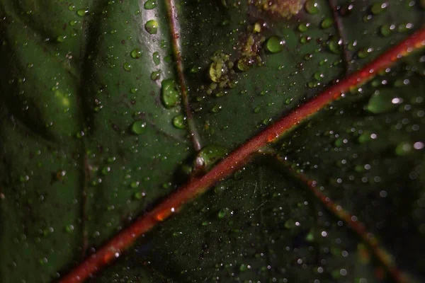 Latar Belakang Hijau Abstrak Daun Tanaman Macro Croton Dengan Tetesan — Stok Foto