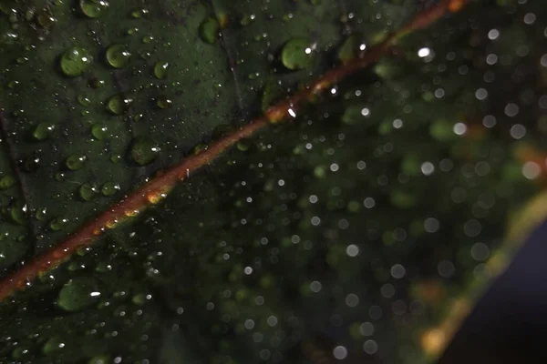 Streszczenie Zielonego Tła Makro Croton Liść Roślin Kroplami Wody Naturalne — Zdjęcie stockowe