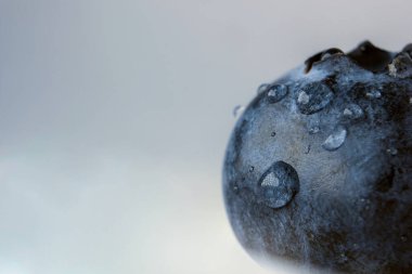 Yabanmersini izole edilmiş. Beyaz arka planda su damlaları olan yabanmersini. Yüksek detaylı makro çekim. Bilberry.