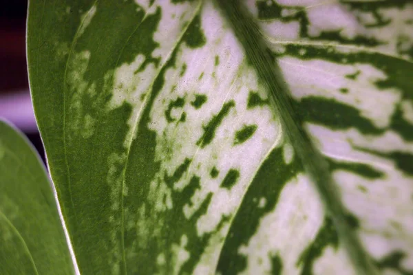 Makro Der Abstrakten Textur Auf Dieffenbachia Amoena Pflanzenblatt Und Muster — Stockfoto