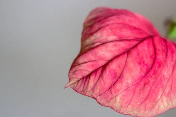 Pembe Bir Croton Yaprağı Görünür Bir Damar Beyaz Arka Planda — Stok fotoğraf