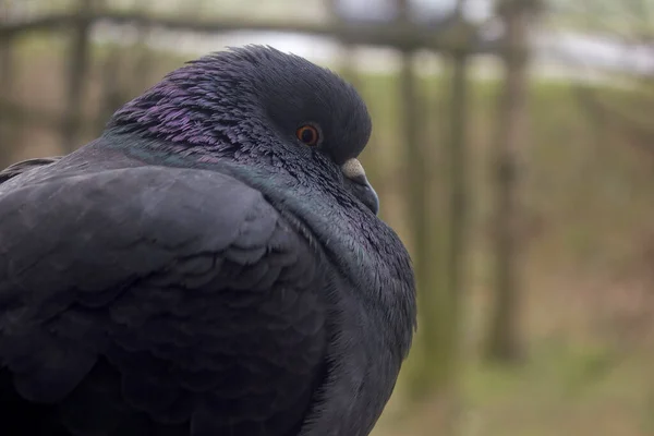 Een Close Shot Van Een Grijze Duif Met Een Oranje — Stockfoto