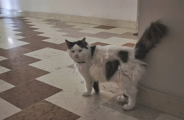 Gato Blanco Negro Pelo Largo Doméstico Caminando Sobre Baldosas Mármol — Foto de Stock