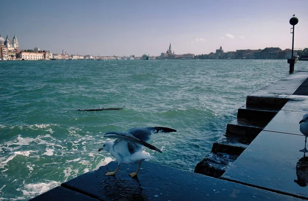 Two Gull Seagulls Seabirds Family Laridae Venice City Sea Side — Stock Photo, Image