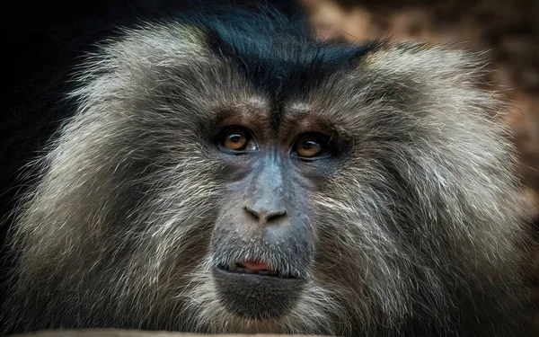 Primer Retrato Macaco Cola León También Conocido Como Wanderoo Bartaffe — Foto de Stock